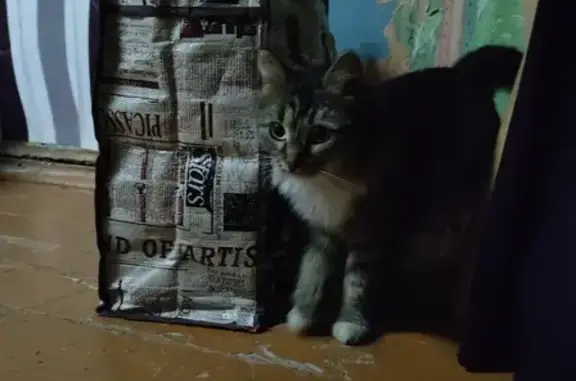 Найдена кошка, Велижская 29, Иваново
