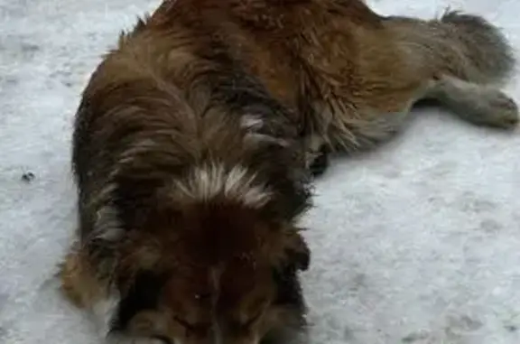 Найдена собака: Комм. проезд, 23, Обнинск