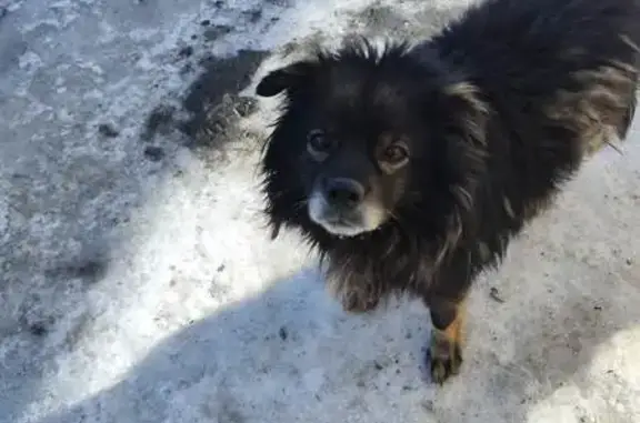 Найдена собака: ул. Жукова, 32, Оренбург