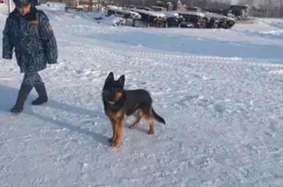 Пропала собака в Туркменево, Башкортостан