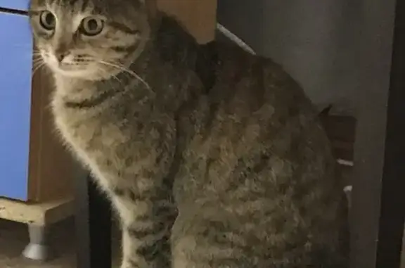 Найдена кошка: Тархова, 26, Саратов