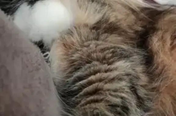 Кошки потеряшки, Санкт-Петербург, фото: Потеряшка кошка: Маршала Казакова, 38к1