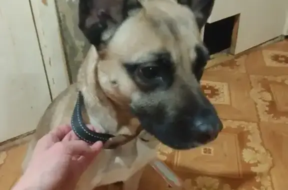 Найдена собака: Петрозаводская, 21