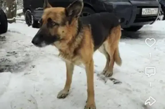 Найдена собака в Бородино, МО