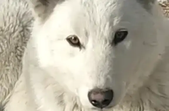 Найдена собака в Усолье-Сибирском