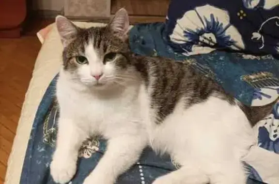 Потерянные животные Санкт-Петербург, фото: Пропала кошка, Витебский пр., СПб