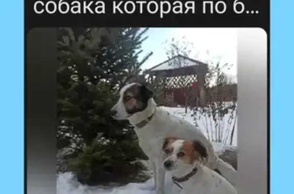 Пропала собака, Нижегородская обл.
