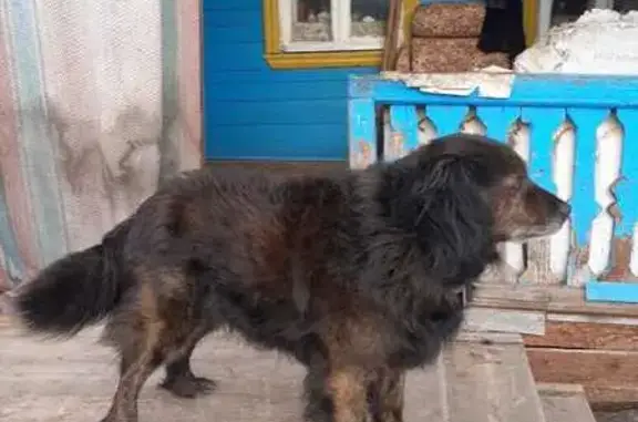 Пропала собака в Лежневском