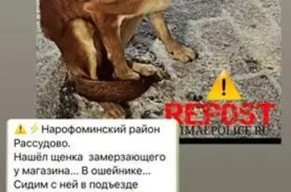 Найдена собака: Центральная ул., уч8