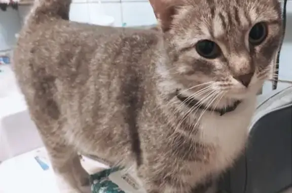 Найдена кошка, Санкт-Петербург, фото: Найдена кошка на Большевиков, 21