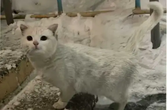 Пропала кошка: Джамбула, 34, Хабаровск