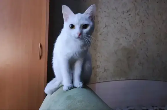 Пропала кошка: Белово, 93