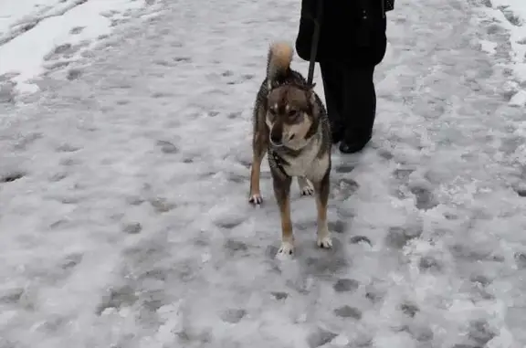 Пропала собака: Клименко, 10А, Шахты