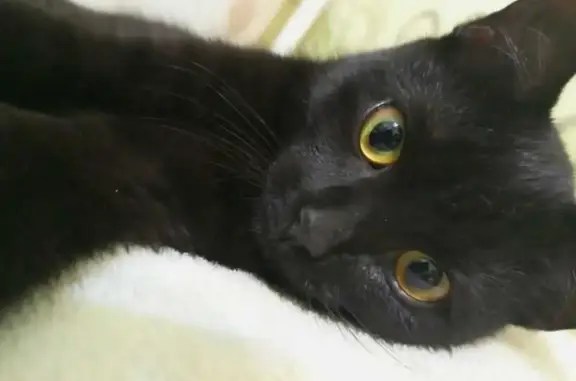 Пропала черная кошка: Восточная, 121