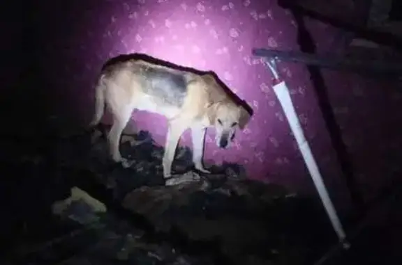 Собаки найдены: Нижнебаканская, Краснодар