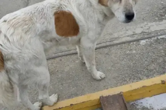 Найдена собака у ЖД Вокзала Лихая