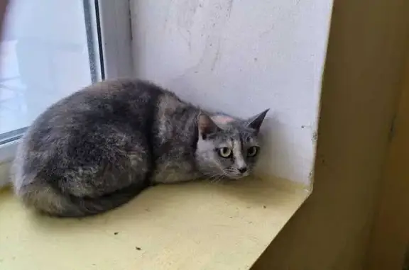 Найдена кошка: ул. Агапкина, 17А, Тамбов