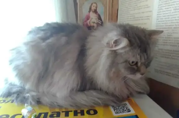 Найдена кошка в храме, Димитрова