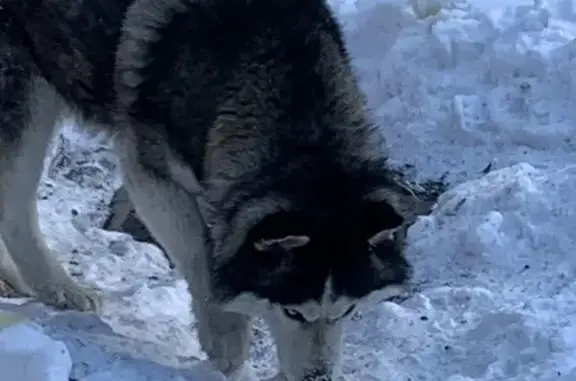 Найдена собака: Алтайская ул., 139