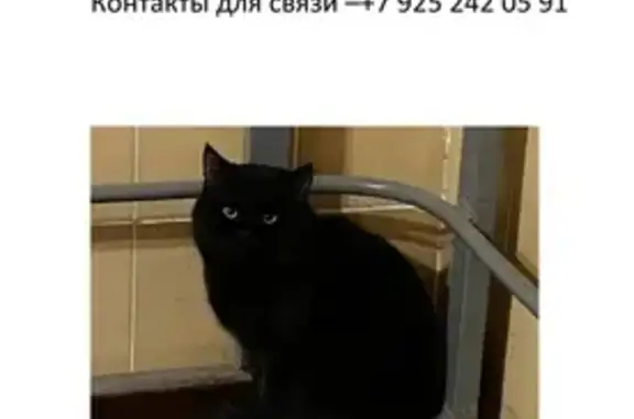 Найдена кошка на Дубравной, Москва