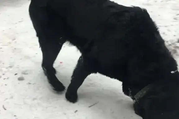Найдена собака на Ульяновской, Киров