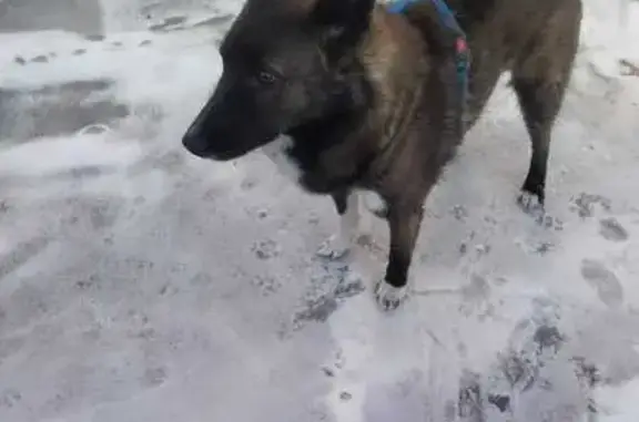Найдена собака, ул. Юрина, Барнаул