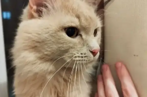 Найден рыжий кот: Пермякова, 53