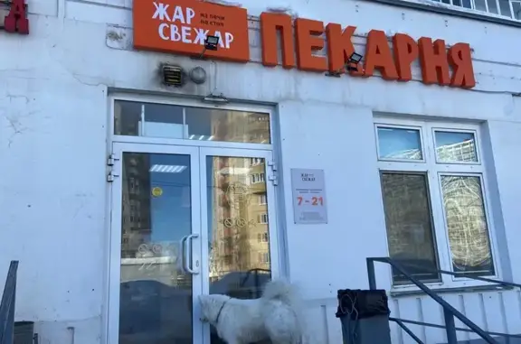 Найдена собака у пекарни, Сахарова 27а