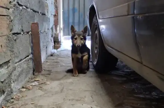 Найден щенок: ул. Фрунзе, 41, Челябинск