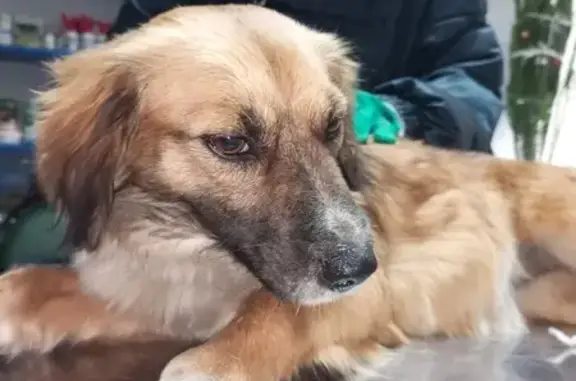 Найдена собака на ул. Орджоникидзе
