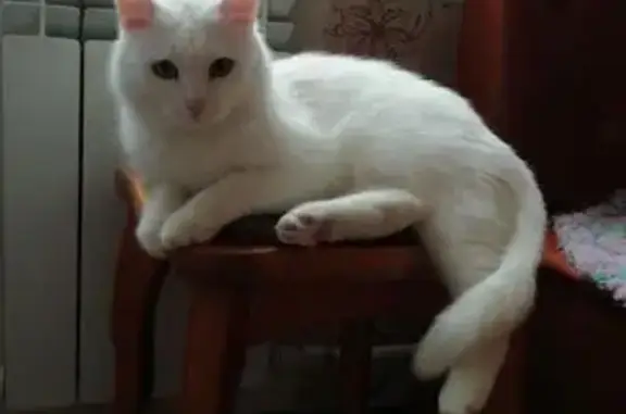 Пропал белый кот: Можайского, 72