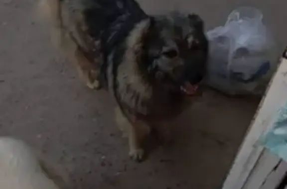 Пропала собака в Астрахани, ул. Пирогова