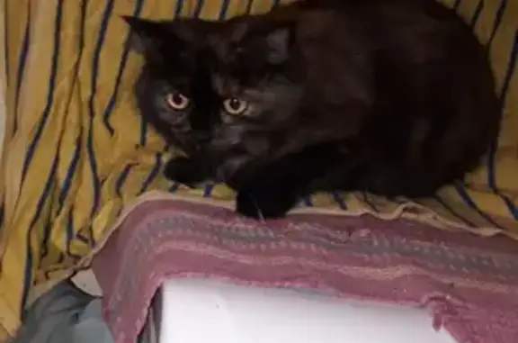 Найдена кошка в Тамбове, черепаховый окрас