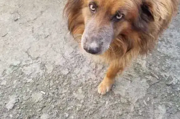 Найдена собака: Михайловская, 143