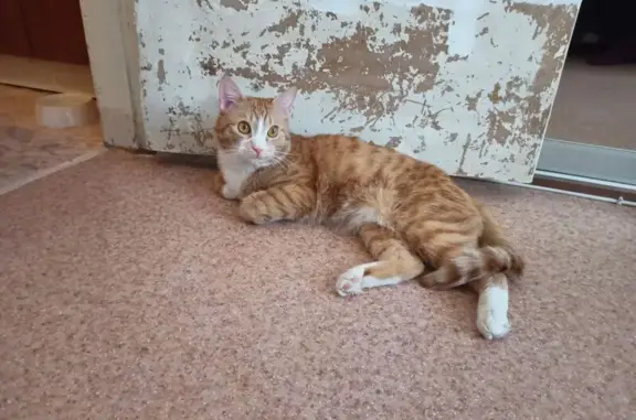 Найден кот: Белинского, 84, Томск