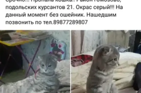 Пропала кошка, ул. Подольских Курсантов, 21