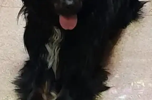 Найдена собака в Екатеринбурге, Р-351