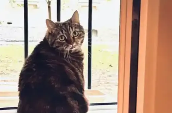 Кошки потеряшки, Санкт-Петербург, фото: Потеряшка кошка Бася, Яр. пр-кт 19