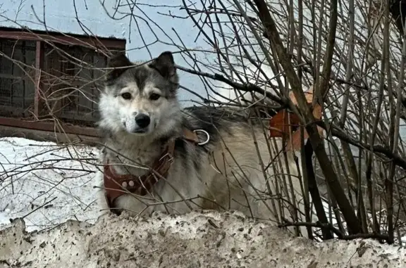 Пропала собака Диана, ул. Карпинского