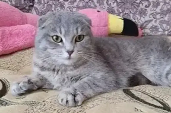 Найдена кошка на Жданова, 11