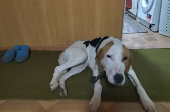 Найдена собака: Гагарина, Плешаново