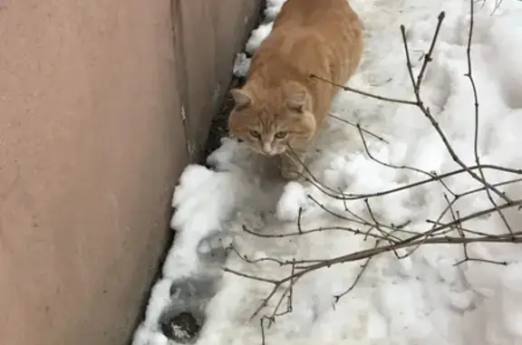 Найден рыжий кот: Рязань, подвал