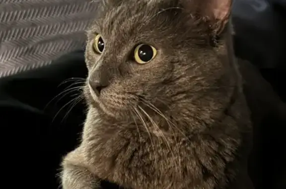 Найден серый кот: Павшинский б-р, 32