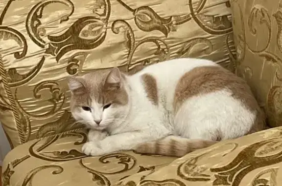 Найдена кошка, ул. Лермонтова, 29