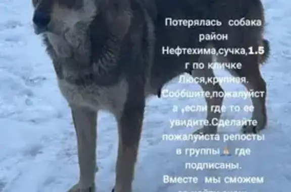 Пропала собака Люся, Томская обл.