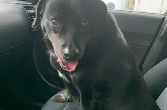 Найдена собака у Черкизовского моста