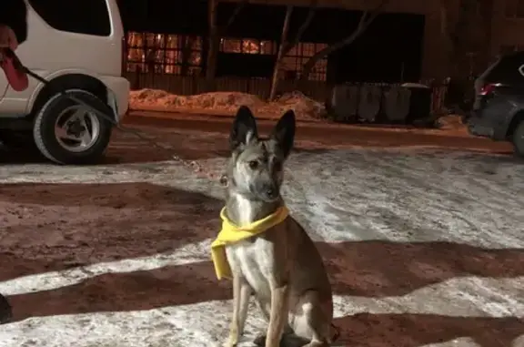 Найдена собака: Харьковская 48, Тюмень