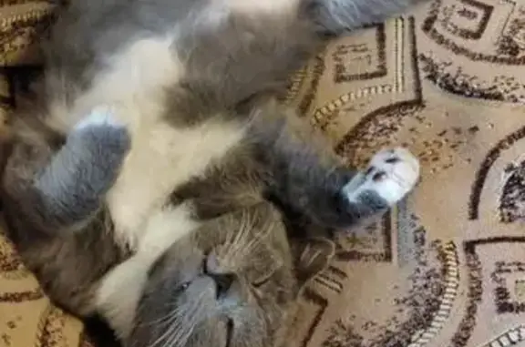 Кошки потеряшки, Сковородино, фото: Потеряшка кошка: Красноармейская, 2