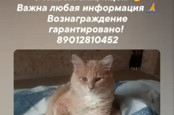 Пропала кошка, ул. Суворова, 42