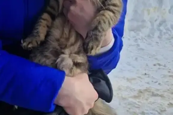 Найдена кошка: Комсомольский б-р, 7